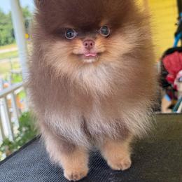 Kingston - Chocolate and tan male Pomeranian puppy in Ector, Texas from BB Pomeranians