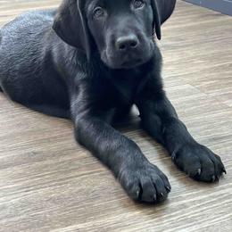 Labrador Retriever Puppies from Branley's Riverside Labradors