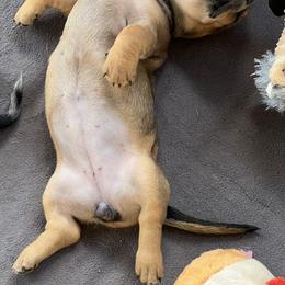 Dachshund Puppies from Witchy Woman’s Wiener’s