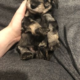 Miniature Schnauzer Puppies from Apples schnauzers
