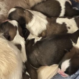 Shih Tzus from A&M SHIH TZUS