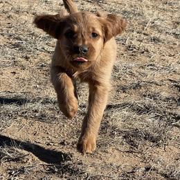Cooper - Golden male Golden Retriever puppy in Wellington, Colorado from High Country Golden Retrievers
