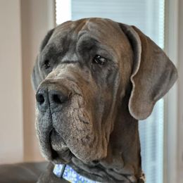 Daisy - Great Dane