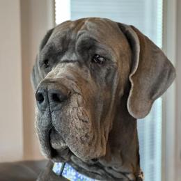 Daisy - Great Dane