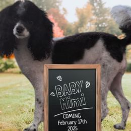 Cherie a Mimi - Poodle