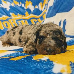 Olive - Blue merle female Aussiedoodle puppy in Yacolt, Washington from Aussiedoodles by Maggie
