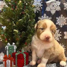 Miniature Australian Shepherd Puppies from Double “B” Cross Ranch
