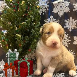 Miniature Australian Shepherd Puppies from Double “B” Cross Ranch