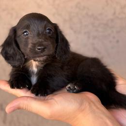 Paxton - Black male Dachshund puppy in Goodyear, Arizona from D&C Royal Dachshunds LLC