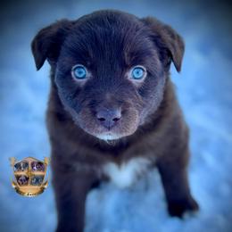 Carolina - Red & white female Australian Shepherd puppy in El Dorado Springs, Missouri from HP Aussie Kennels