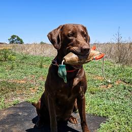 Cova - Labrador Retriever