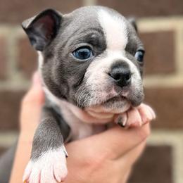 Sprigatito - Blue female Boston Terrier puppy in West Jefferson, Ohio from Kline Kennels