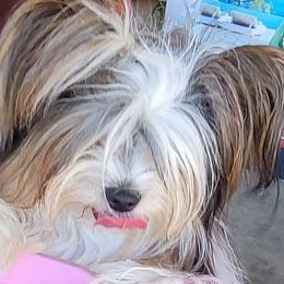Benji - Biewer Terrier