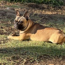 French Bulldogs from Wooftown Kennels