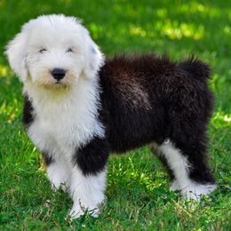 Old English Sheepdog Puppies from Royal Crown Kennel