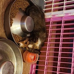 Shetland Sheepdog Puppies from DK'S Sassy River Shelties