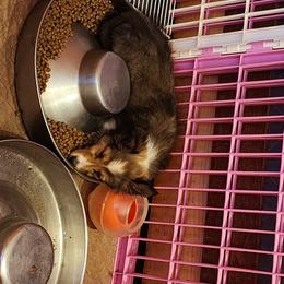 Shetland Sheepdog Puppies from DK'S Sassy River Shelties