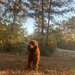 Milo - Cavapoo