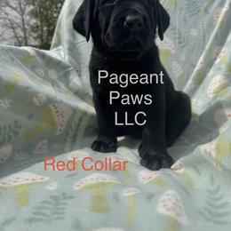 Labrador Retriever Puppies from Pageant Paws LLC