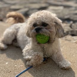 River - Shichon
