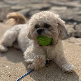 River - Shichon