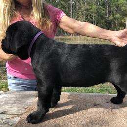Cane Corso Puppies from Gator Country Canè Corsos