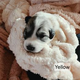 Girl 2 - White and badger female Great Pyrenees puppy in Yucaipa, California from Rusty Horse Ranch Great Pyrenees