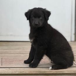 Peep - Black male Australian Shepherd puppy in Windsor, New York from Double B Aussies