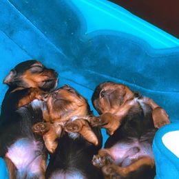 Yorkshire Terrier Puppies from Joy Riley's Yorkies