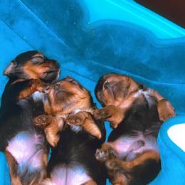 Yorkshire Terrier Puppies from Joy Riley's Yorkies