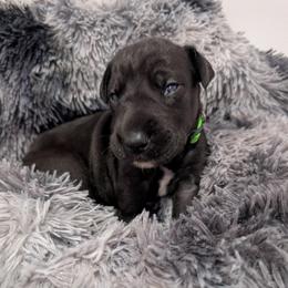 Echo - Black and white female Great Dane puppy in Brooksville, Florida from Follow My Lead Great Danes