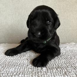 Giant Schnauzer and Miniature Schnauzer Puppies from My Angel Schnauzers