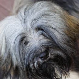 Havanese from Bella Dulce Havanese