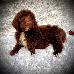 Nick - Chocolate male Labradoodle puppy in Spur, Indiana from Purple Heart Canines