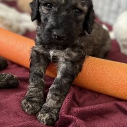 Boy 2 - Poodle puppy in Wildomar, California from Pounds Puppies Poodles