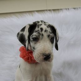 Great Dane Puppies from Cook’s Gentle Giants