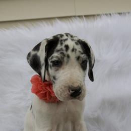 Great Dane Puppies from Cook’s Gentle Giants
