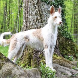 Ibizan Hound All Grown Up from Altamira Wire Ibizan Hounds