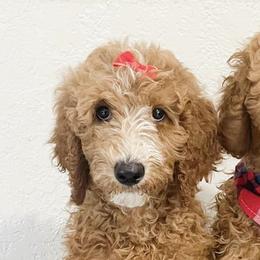 Goldendoodles and Poodles from Poodle Doodle Kennels