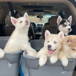 Dachshunds, Pomeranians, and Pomskies from Brandie Kelley