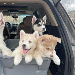 Dachshunds, Pomeranians, and Pomskies from Brandie Kelley