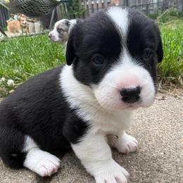 Freedom - Brindle and white female Cardigan Welsh Corgi puppy in Mishawaka, Indiana from Squires Corgi Cottage