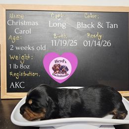 Christmas Carol - Black and tan female Dachshund puppy in Hoquiam, Washington from Heyd's Mini Dachshunds