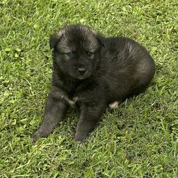 Ebony - Black and white female Siberian Husky puppy in Summerville, South Carolina from Carolina Husky Lodge