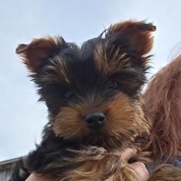 Sammy - Black and gold male Yorkshire Terrier puppy in Grafton, West Virginia from Gemstone Kennel