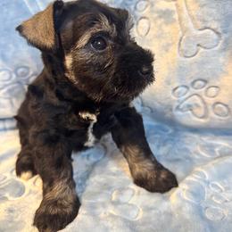 Black and Silver - Black and silver male Miniature Schnauzer puppy in Boaz, Alabama from Sweet Home Schnauzers