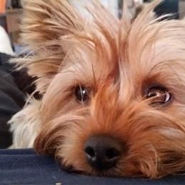 Yorkshire Terriers from Tasha’s Yorkies