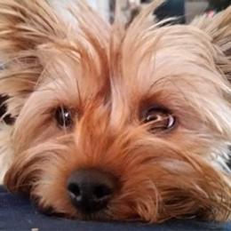 Yorkshire Terriers from Tasha’s Yorkies