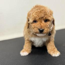 Duckie - Brown male Bernedoodle puppy in Gainesville, Florida from Alyssa Xxweetdoodles