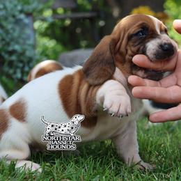 Shell - Mahogany and white female Basset Hound puppy in Pollock, Missouri from Northstar